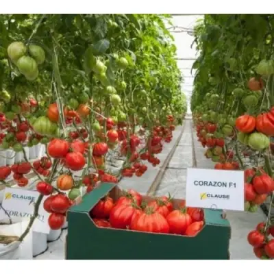 Seminte de tomate Corazon F1 ( Inima de Albenga ) 250 SEM