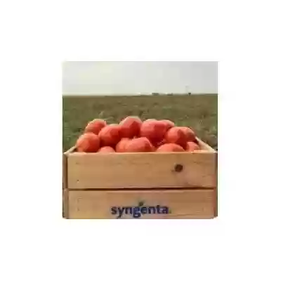 Tomate Brixtone f1
