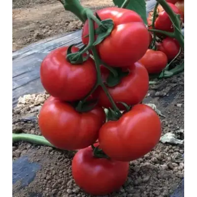 Seminte de tomate Badalona F1, 1000 seminte