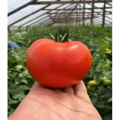 Tomate Canova F1 250 SEM