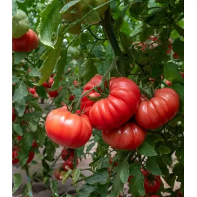 Seminte de tomate Rosamei F1, 1000 seminte