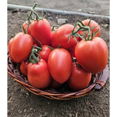 Seminte de tomate Sargento F1, 250 seminte
