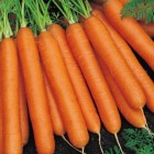 Seminte de morcovi